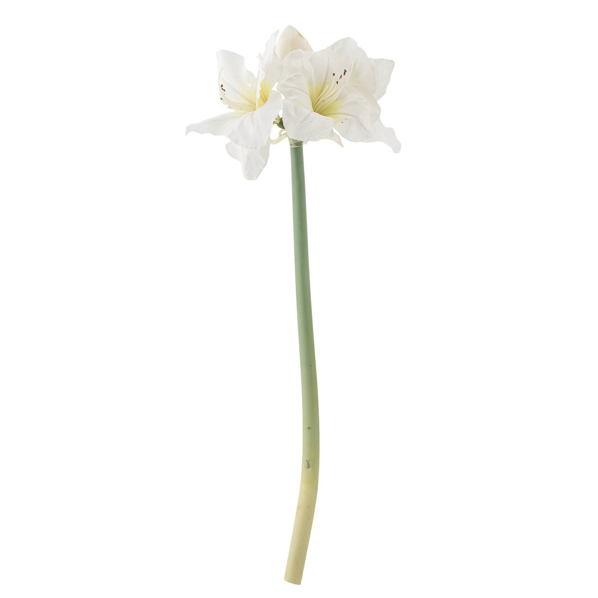 Amaryllis Blumenstiel Rot