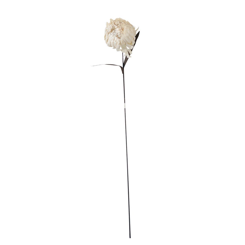 Trockenblume Leeann | Bloomingville