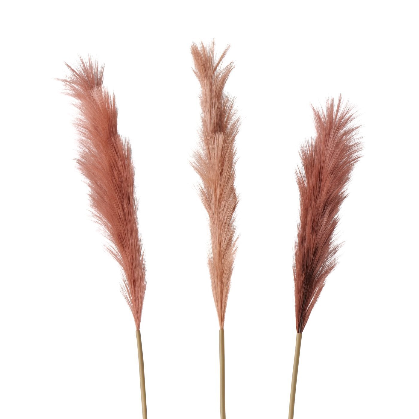 Dekozweig Pampasgras Phragmites australis, braun 