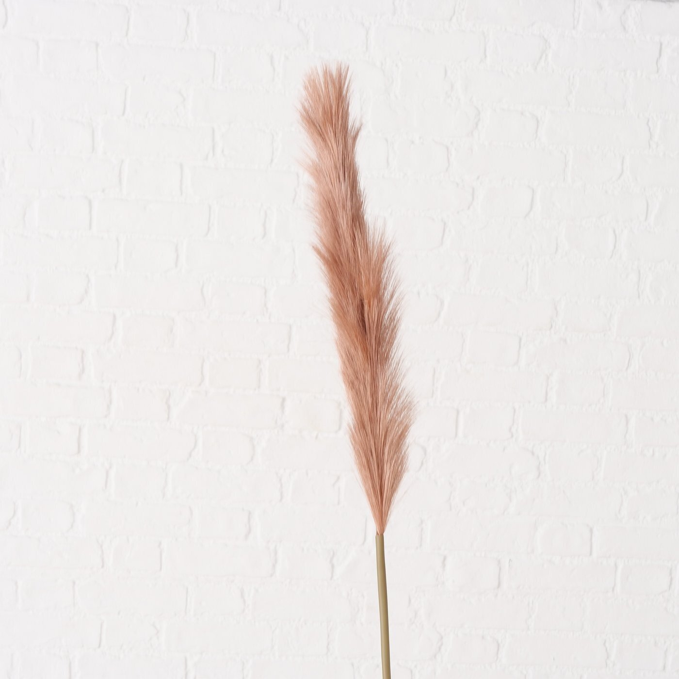 Dekozweig Pampasgras Phragmites australis, braun 