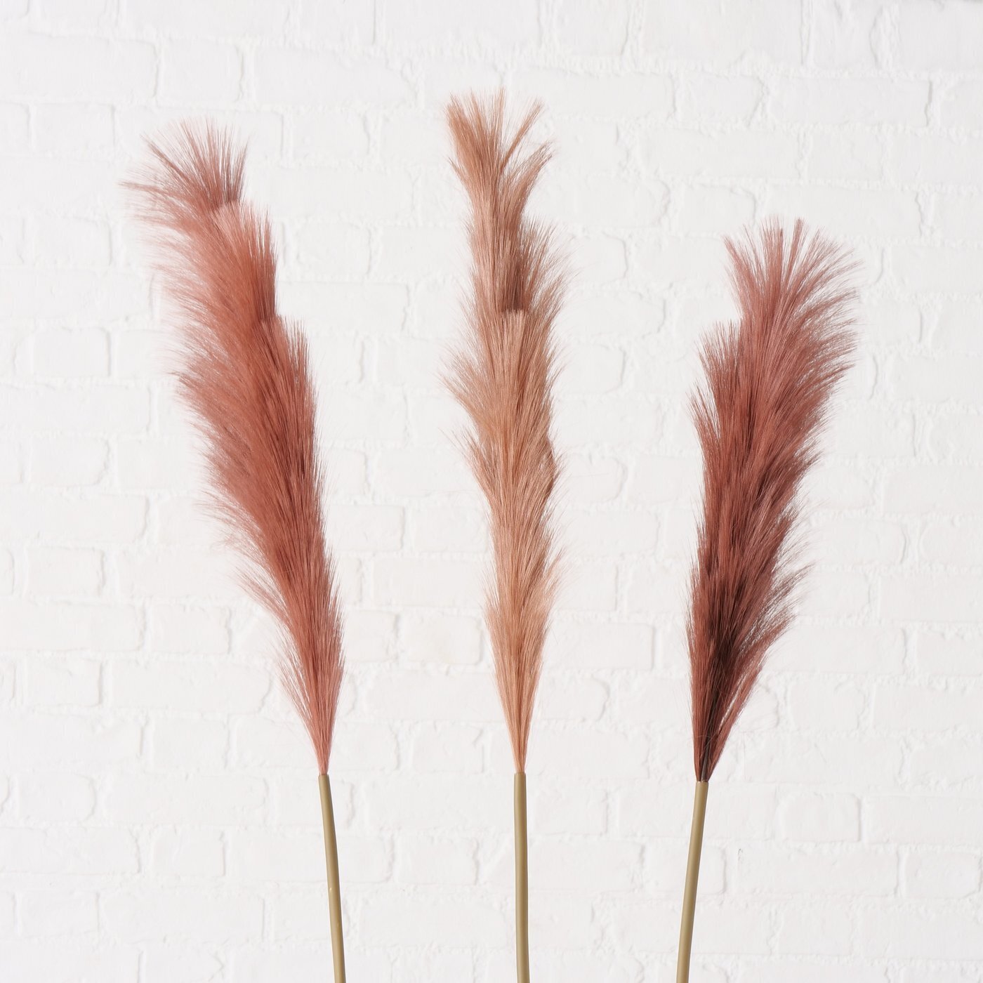 Dekozweig Pampasgras Phragmites australis, braun 