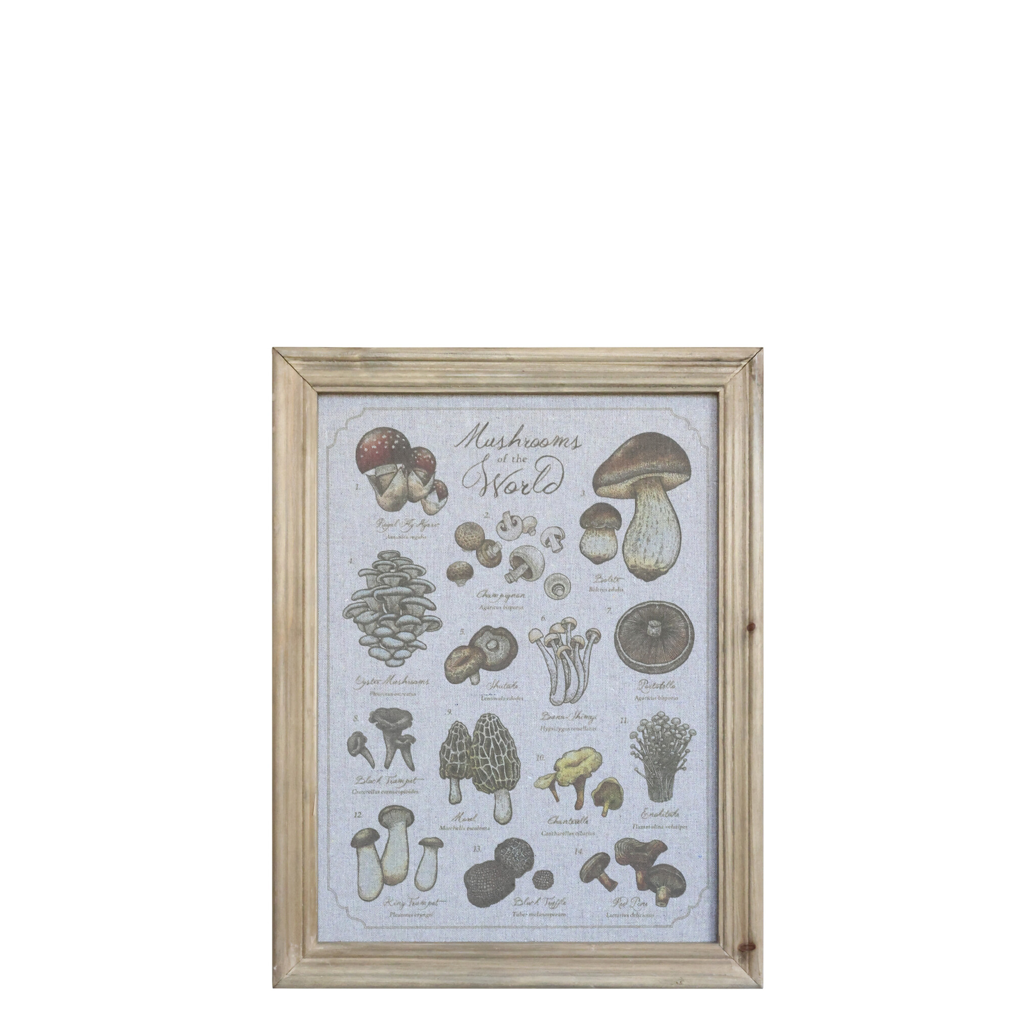 Chic Antique Wandbild Pilzmotiv mit Naturholz-Rahmen 33x43 cm, natur 