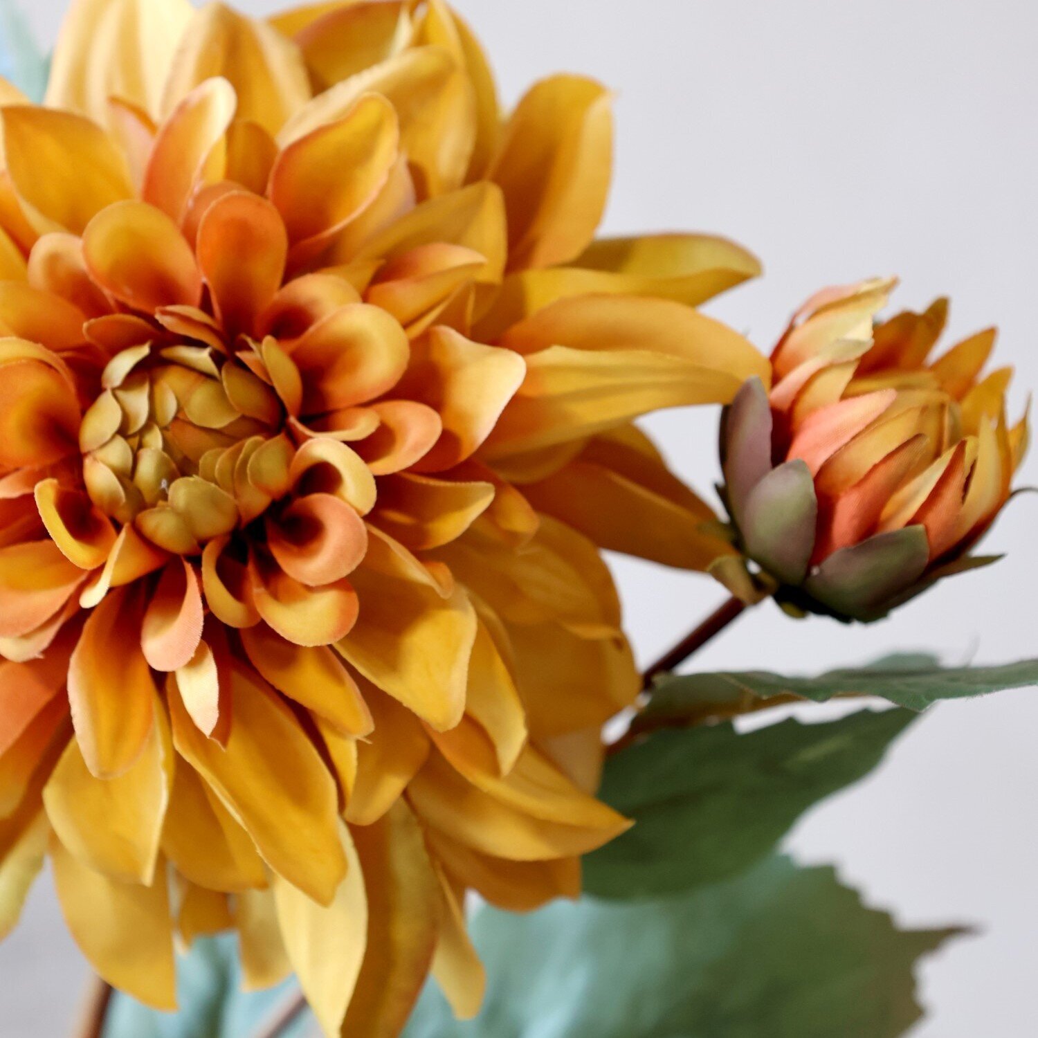 Fleur Dahlie, bernstein 
