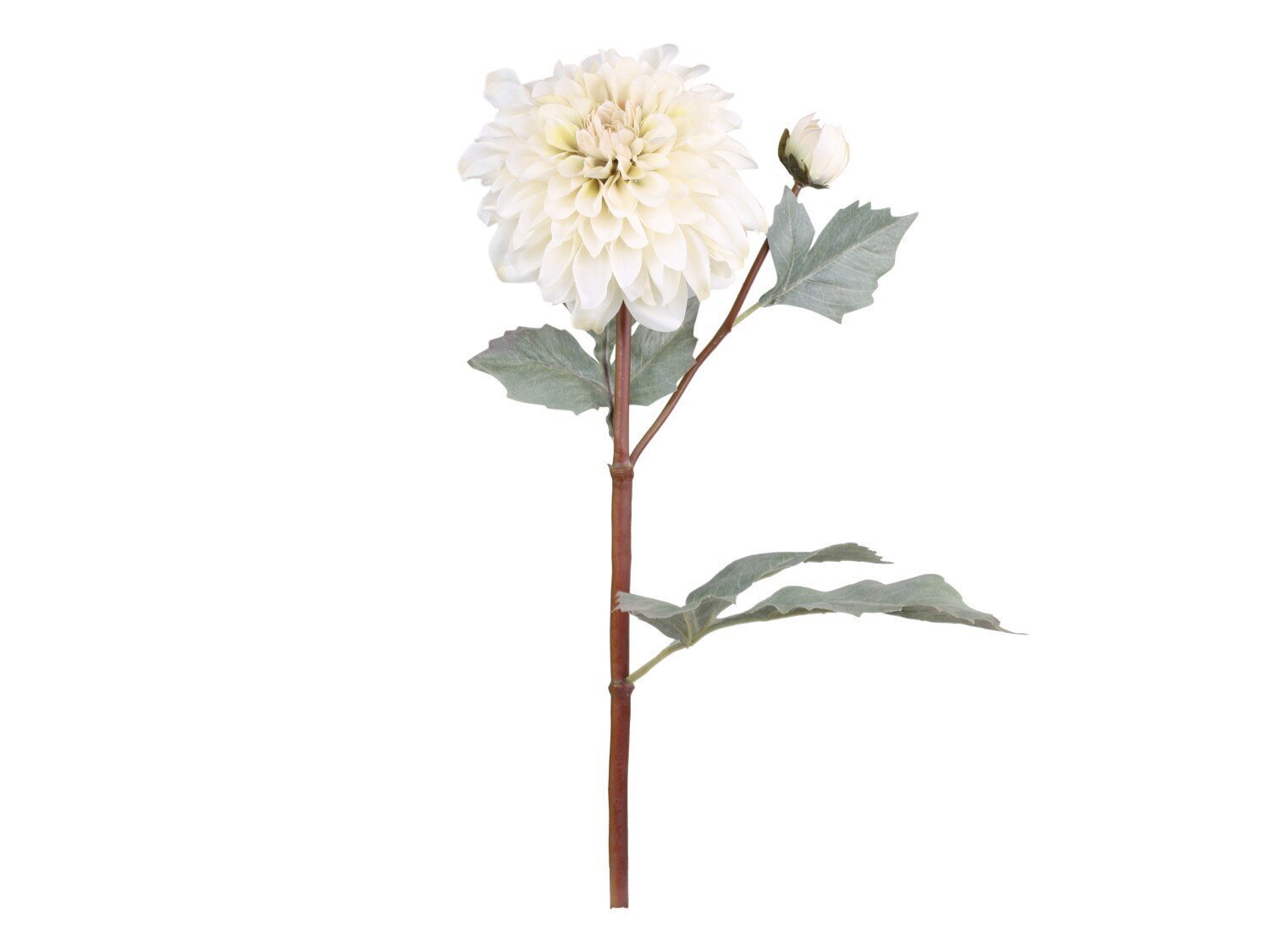 Fleur Dahlien, creme 