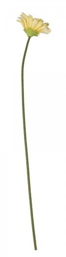 Chic Antique Fleur Gerbera, melon 