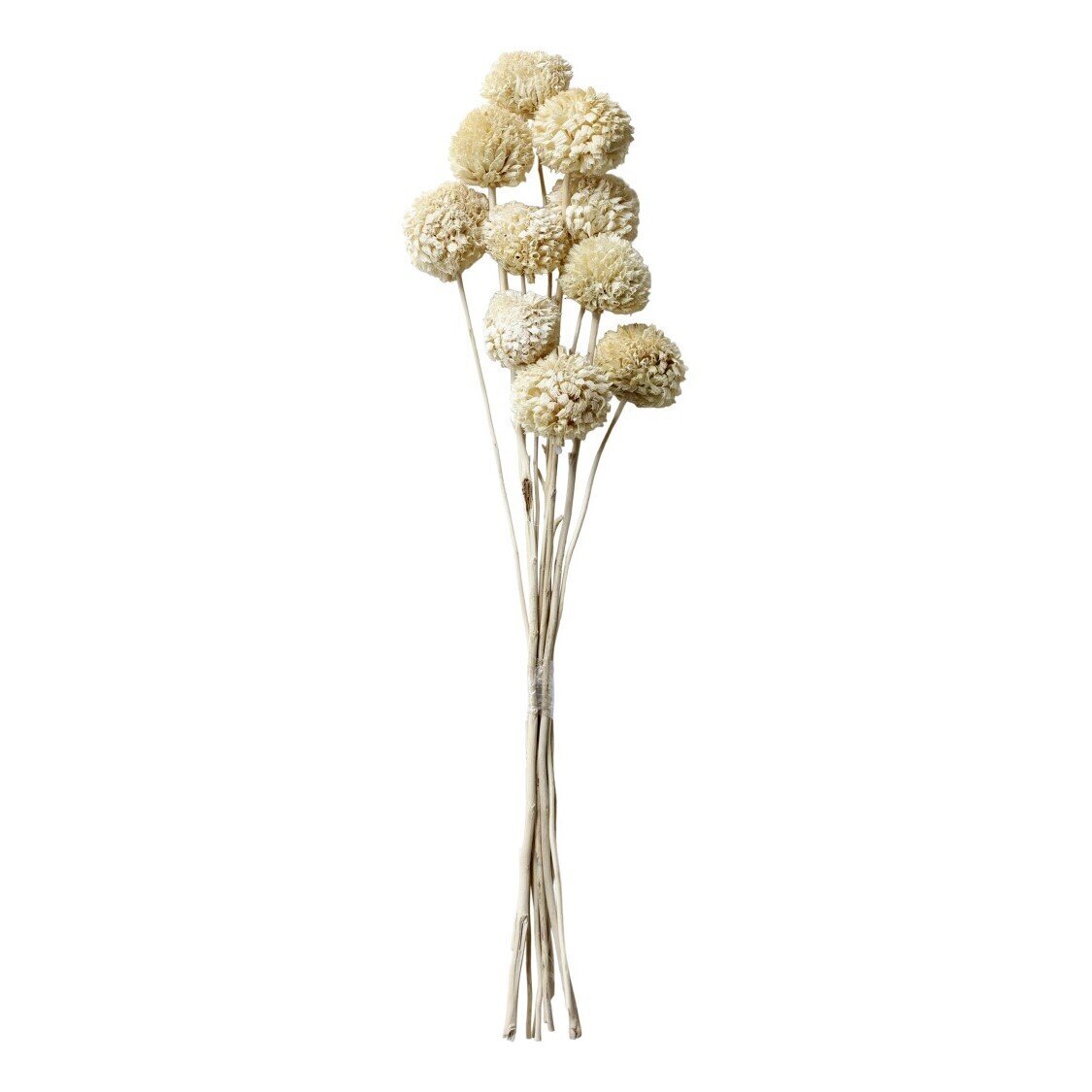 Fleur getrocknete Blumen im Strauß, natur 