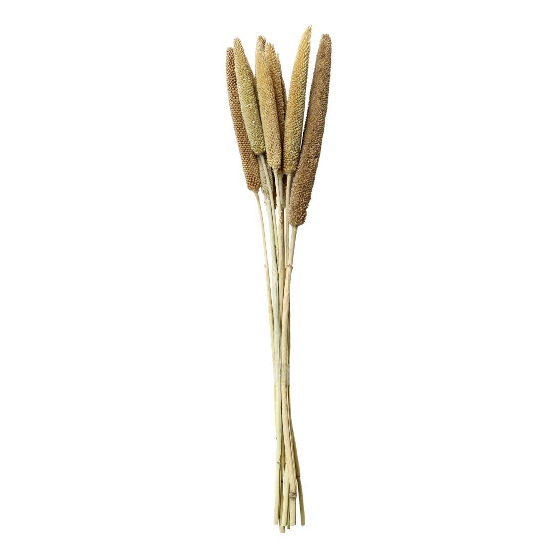 Fleur getrocknete Perlhirse, natur 