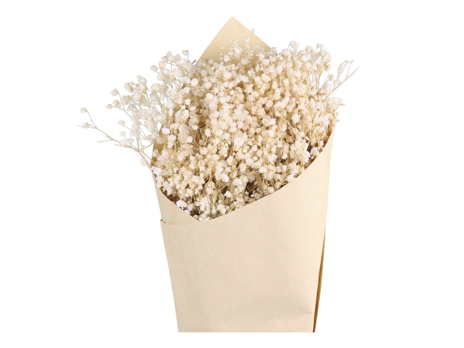 Fleur getrocknete Schleierkraut Blume, natur 