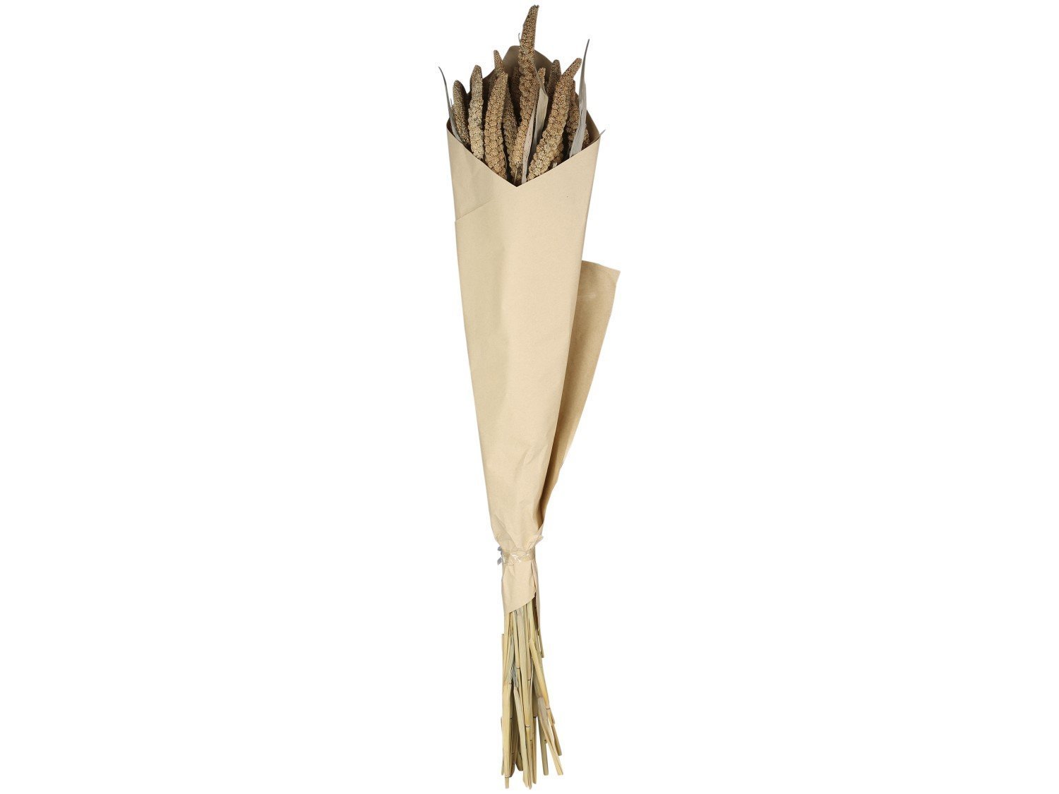 Fleur getrocknete Seterea Blumen, natur 