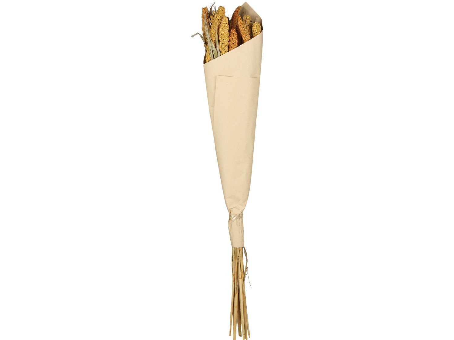 Fleur getrocknete Seterea Blumen, karamel 