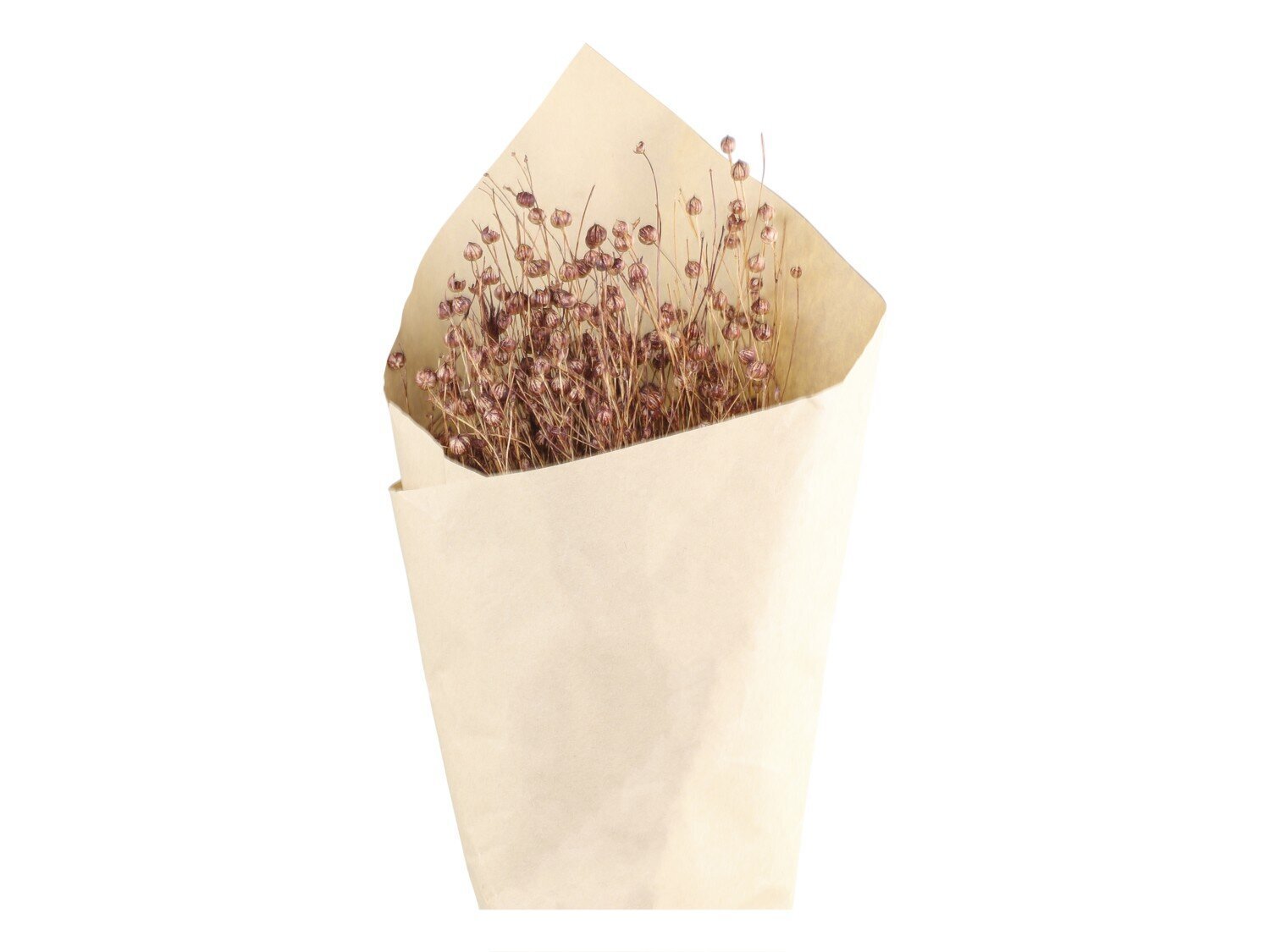 Fleur getrocknetes Flachs, taupe 