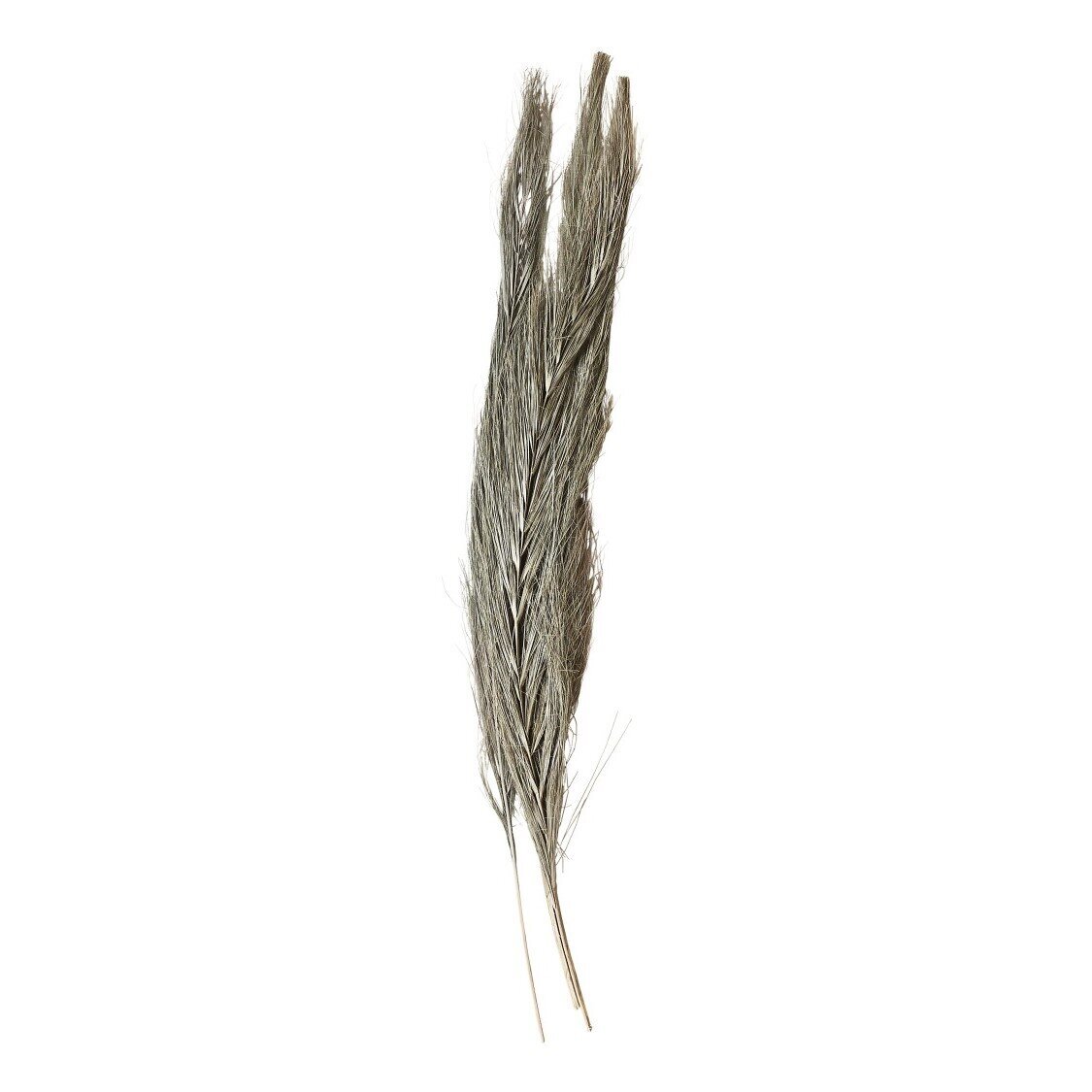 Fleur getrocknetes Gras, natur 