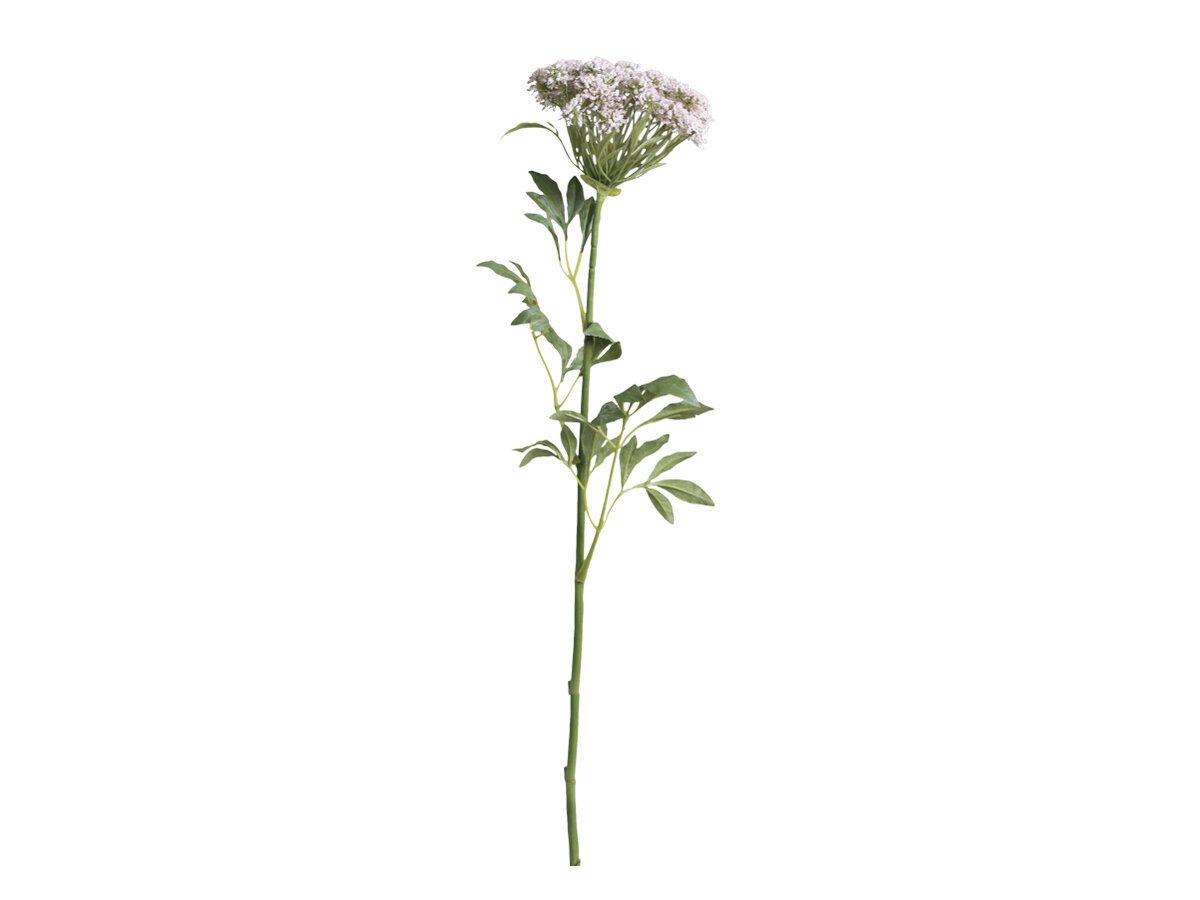 Chic Antique Fleur Wilde Möhre, rosa 
