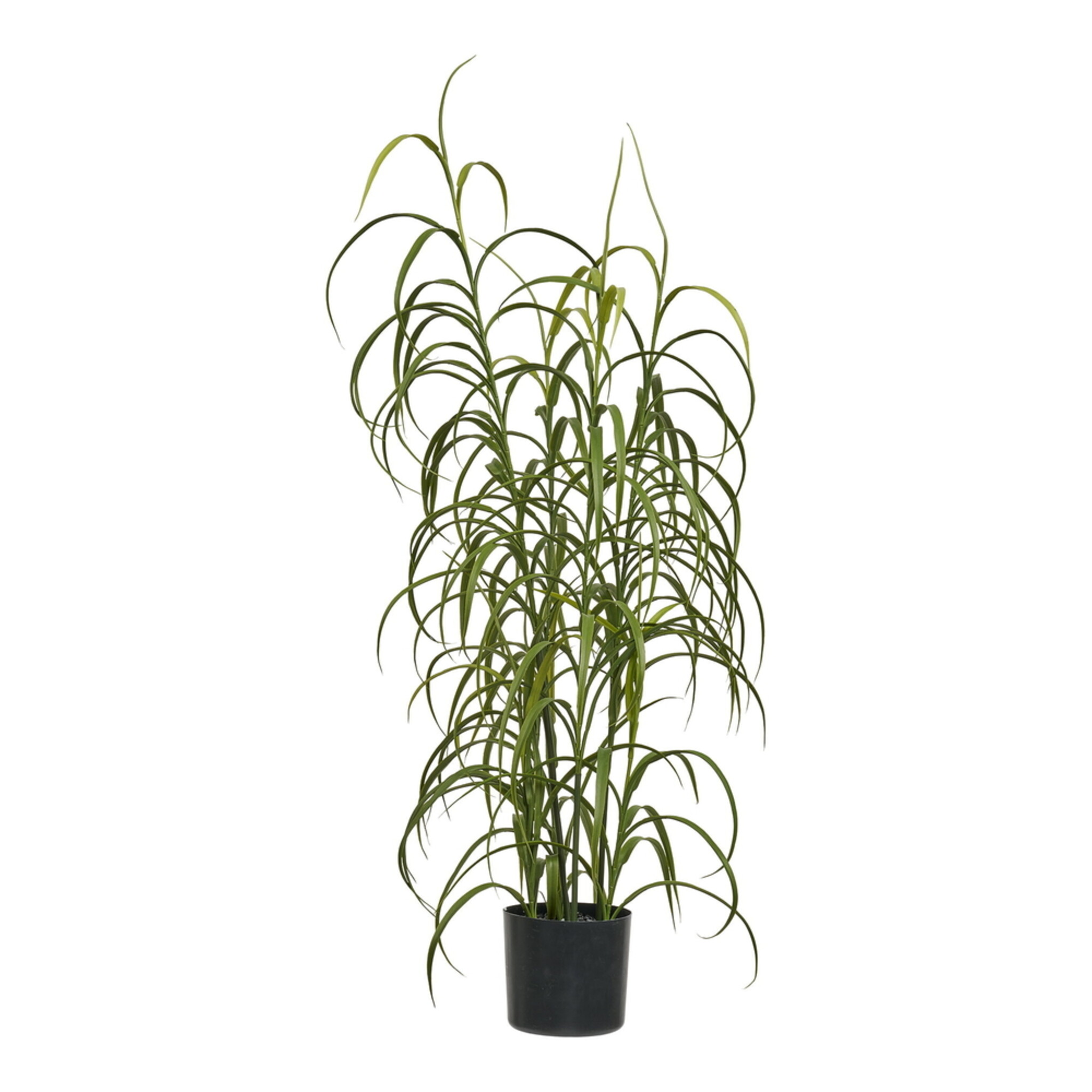House Nordic künstliche Graspflanze Grün H:68 cm, grün 