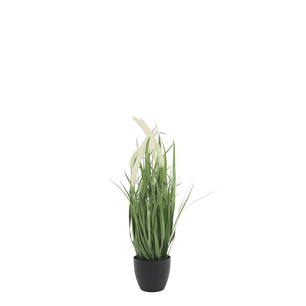 Fleur Schilfpflanze mit Fuchsschwänzen
