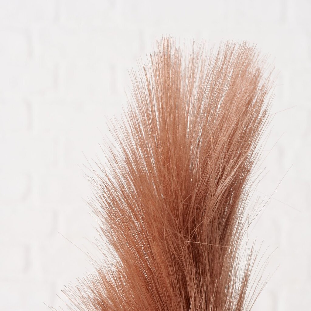 Dekozweig Pampasgras Phragmites australis