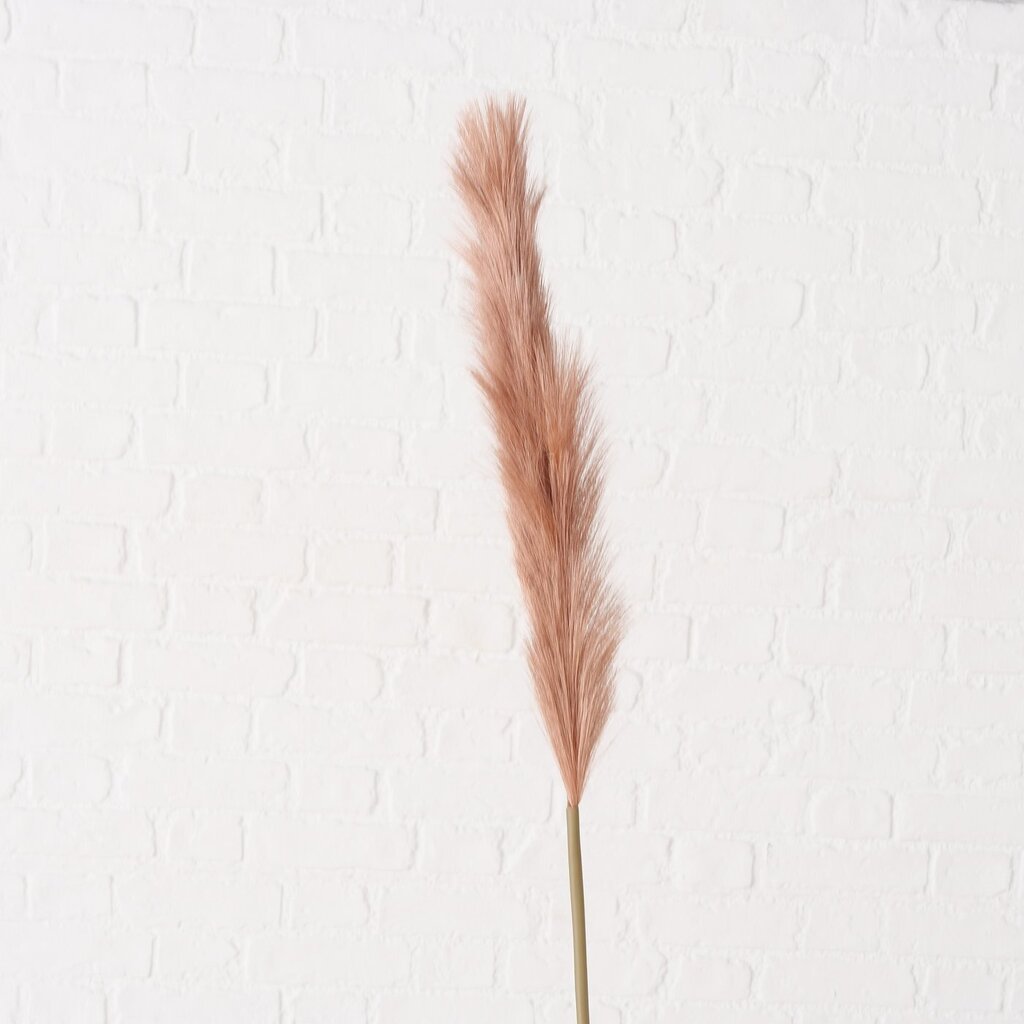 Dekozweig Pampasgras Phragmites australis