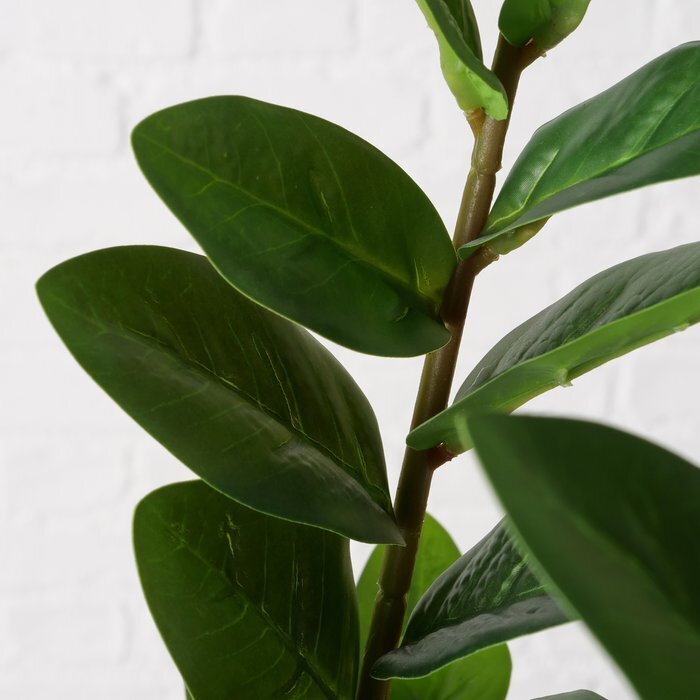 Boltze Topfpflanze Zamioculcas online kaufen bei SKANDEKO (Ansicht 2)