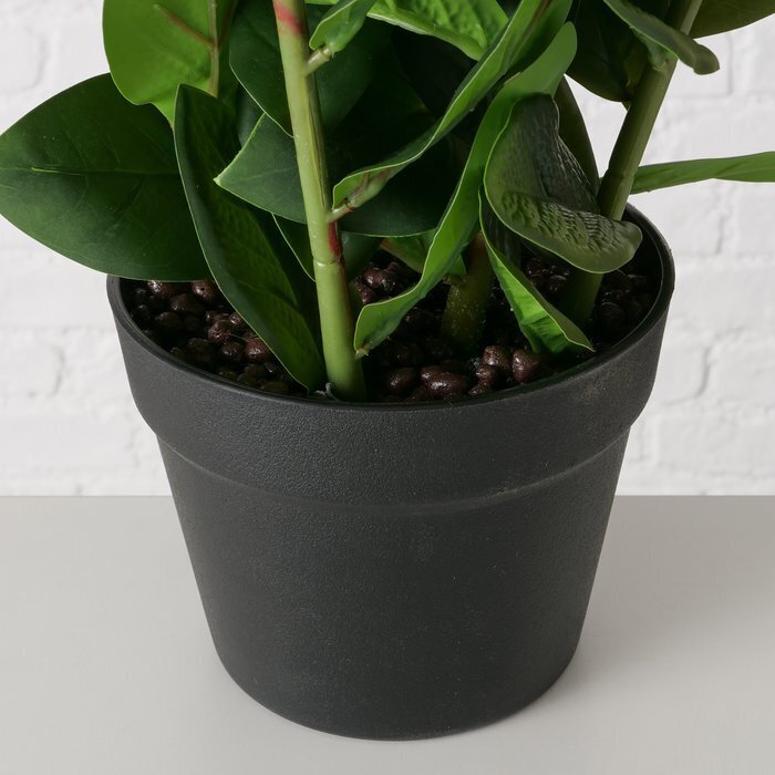 Topfpflanze Zamioculcas