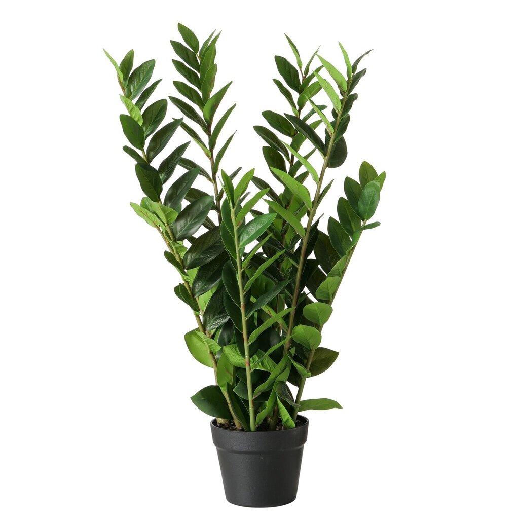 Boltze Topfpflanze Zamioculcas online kaufen bei SKANDEKO