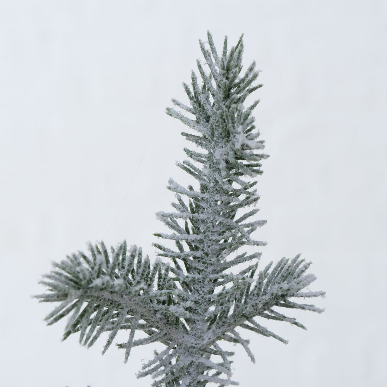 Weihnachtsbaum Mika
