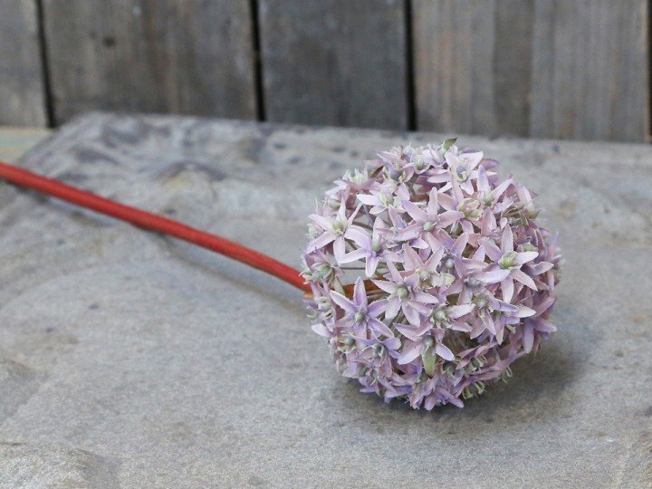 Chic Antique Fleur Allium online kaufen bei SKANDEKO (Ansicht 2)