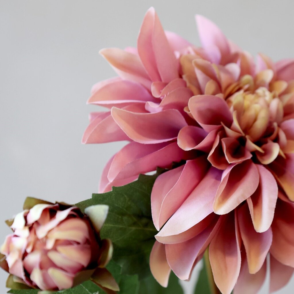 Fleur Dahlie
