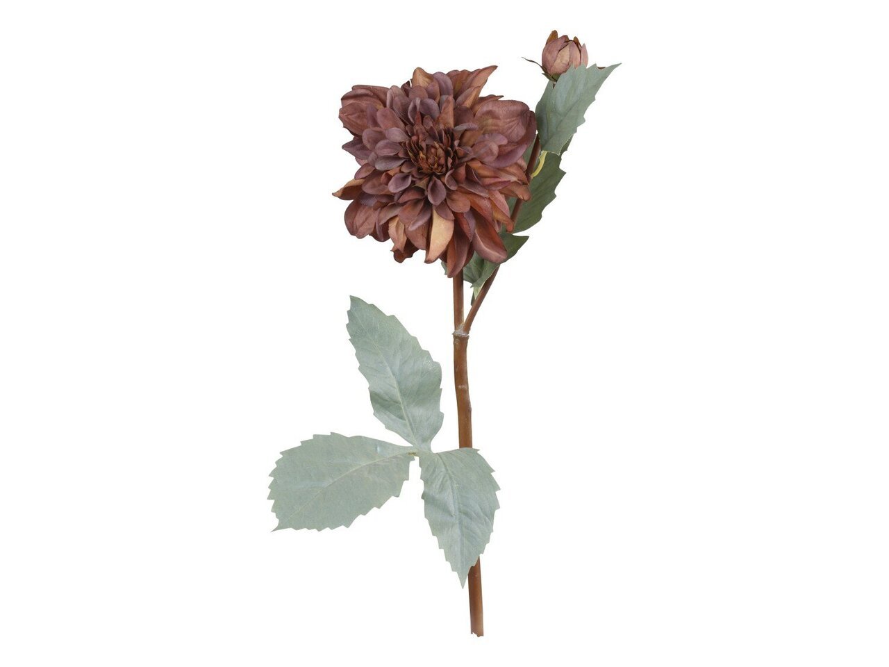 Fleur Dahlien