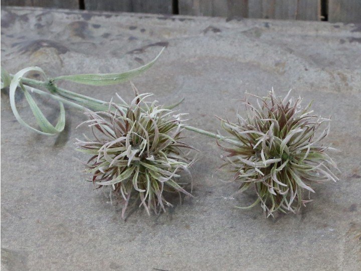 Chic Antique Fleur Distel 2 online kaufen bei SKANDEKO (Ansicht 2)
