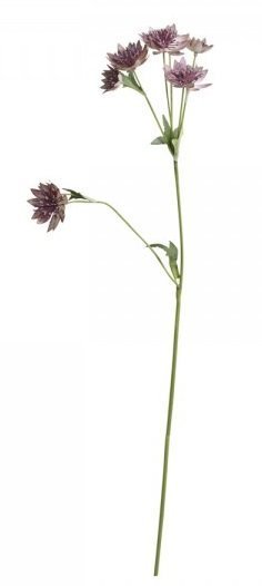 Chic Antique Fleur Distel 4 online kaufen bei SKANDEKO