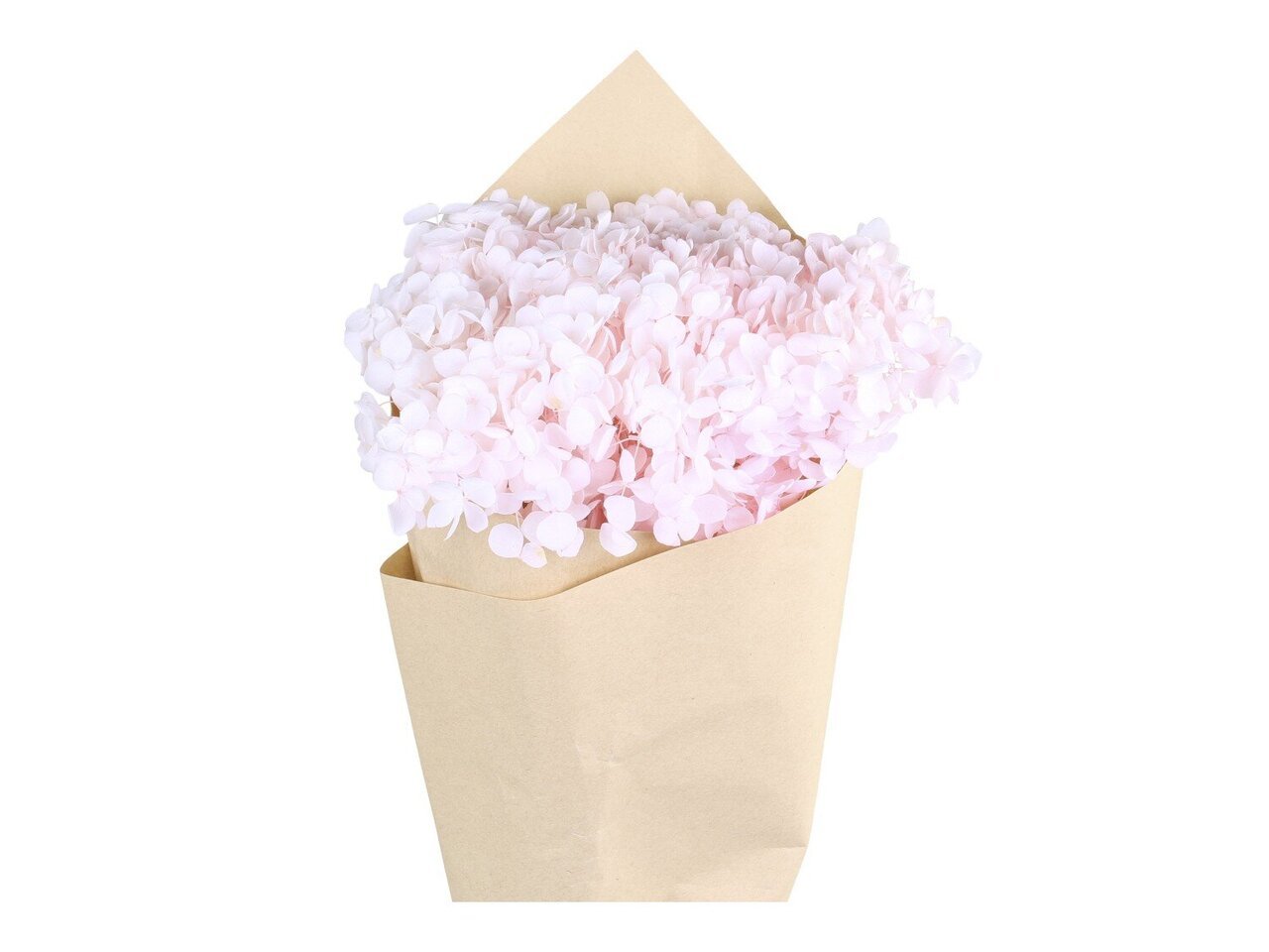 Fleur getrocknete Hortensie Blume