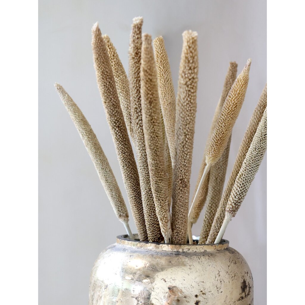 Chic Antique Fleur getrocknete Perlhirse online kaufen bei SKANDEKO (Ansicht 2)