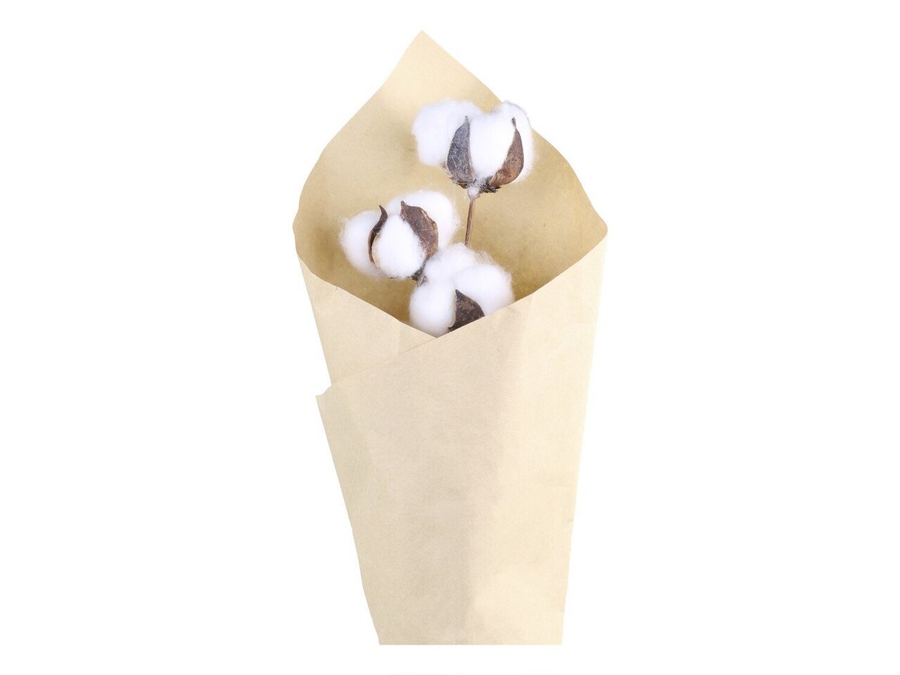 Chic Antique Fleur getrockneter Baumwollzweig online kaufen bei SKANDEKO