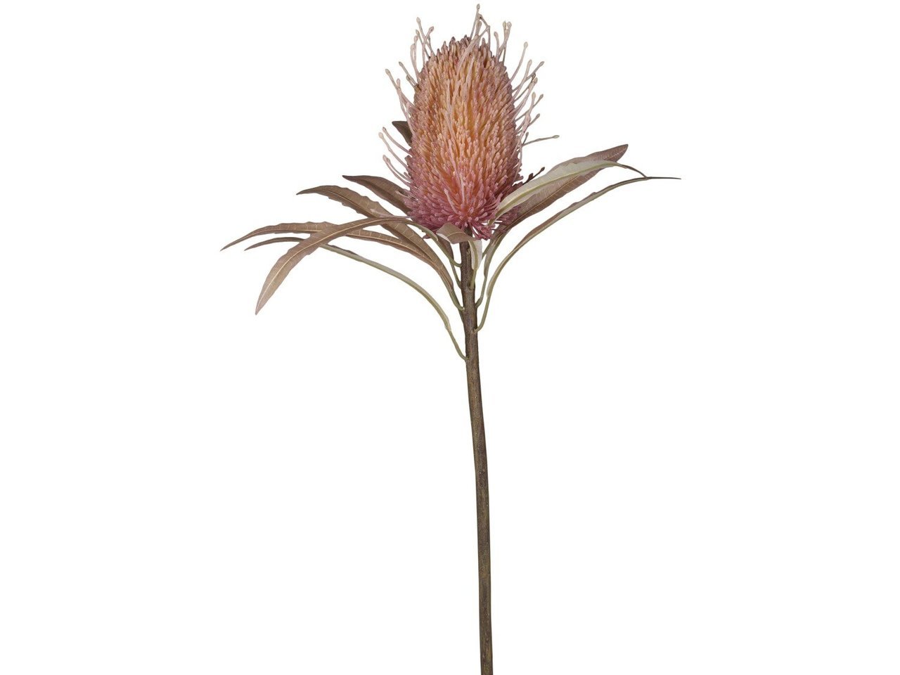 Chic Antique Fleur Protea Blume online kaufen bei SKANDEKO