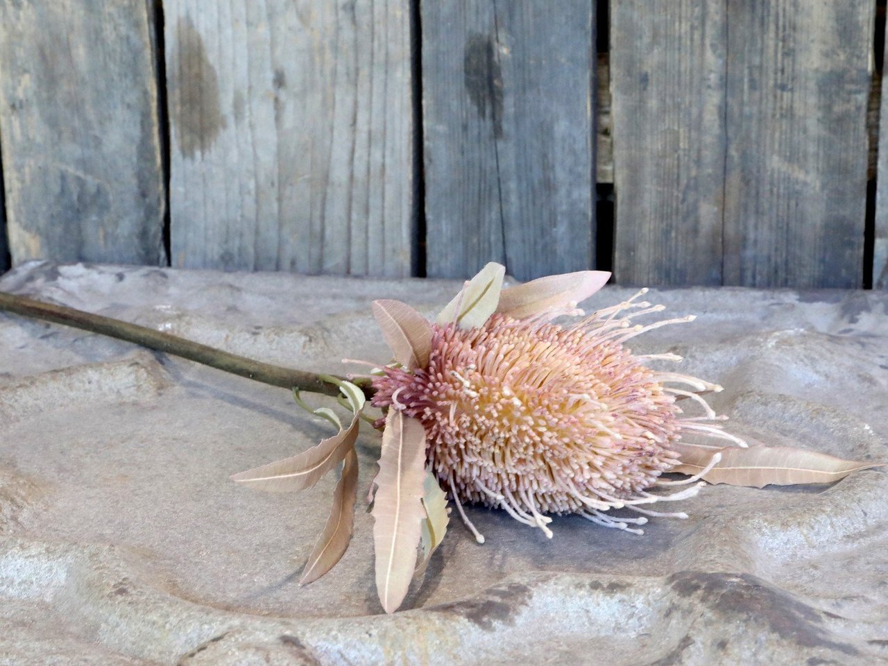 Chic Antique Fleur Protea Blume online kaufen bei SKANDEKO (Ansicht 2)