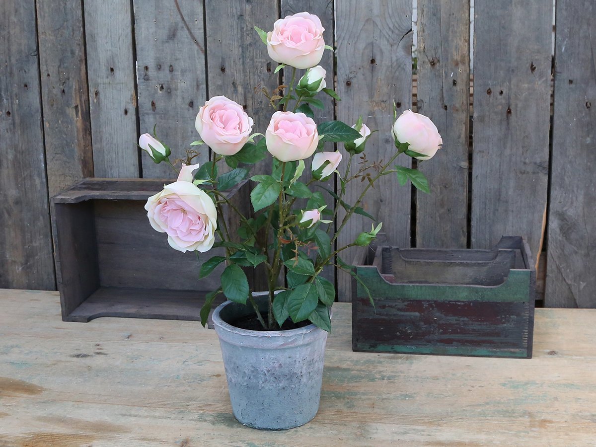 Chic Antique Fleur Rosenstrauch im Keramiktopf online kaufen bei SKANDEKO (Ansicht 2)