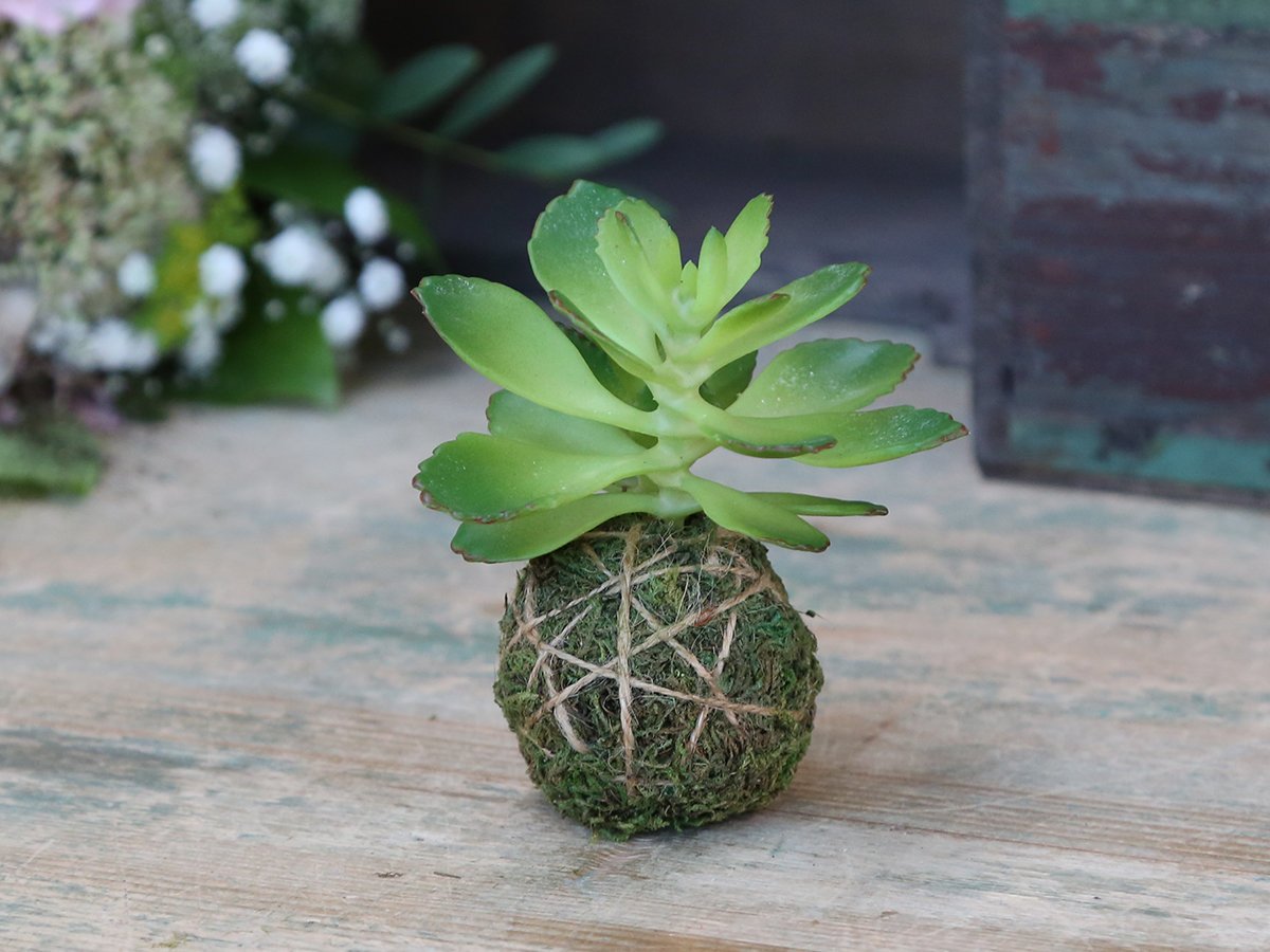 Chic Antique Fleur Sukkulente mit Moos Ball online kaufen bei SKANDEKO (Ansicht 2)