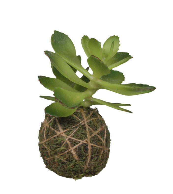 Chic Antique Fleur Sukkulente mit Moos Ball online kaufen bei SKANDEKO