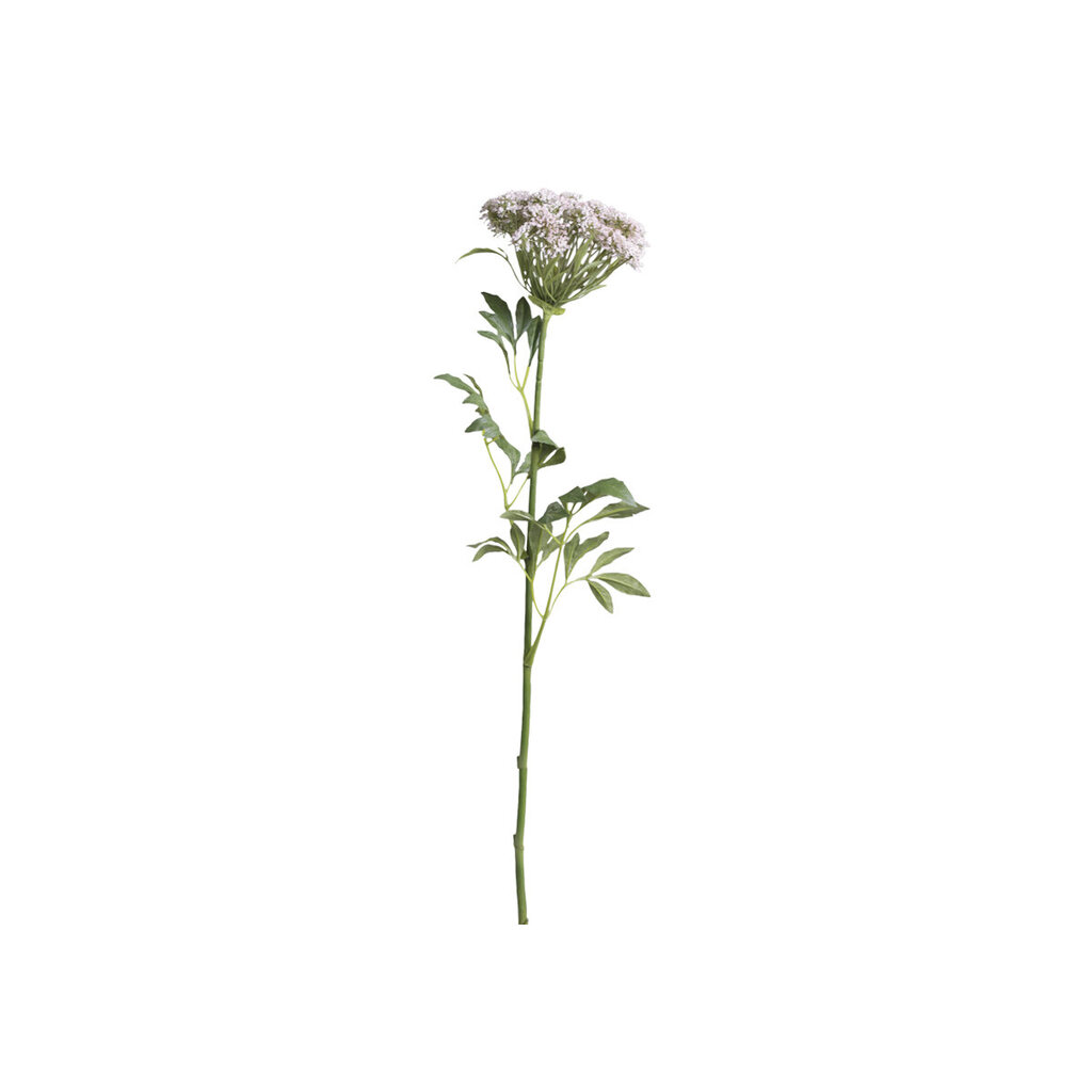 Chic Antique Fleur Wilde Möhre online kaufen bei SKANDEKO