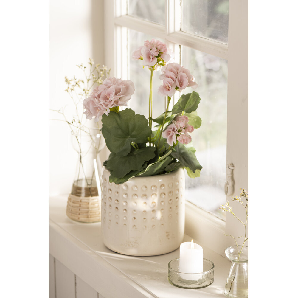 IB Laursen Geranie in Topf rosa Blumen online kaufen bei SKANDEKO (Ansicht 2)