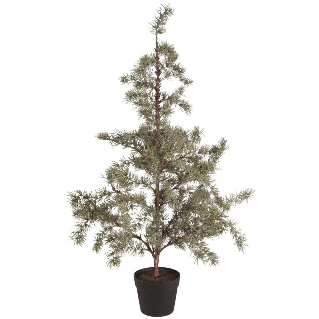 Zederbaum im Topf