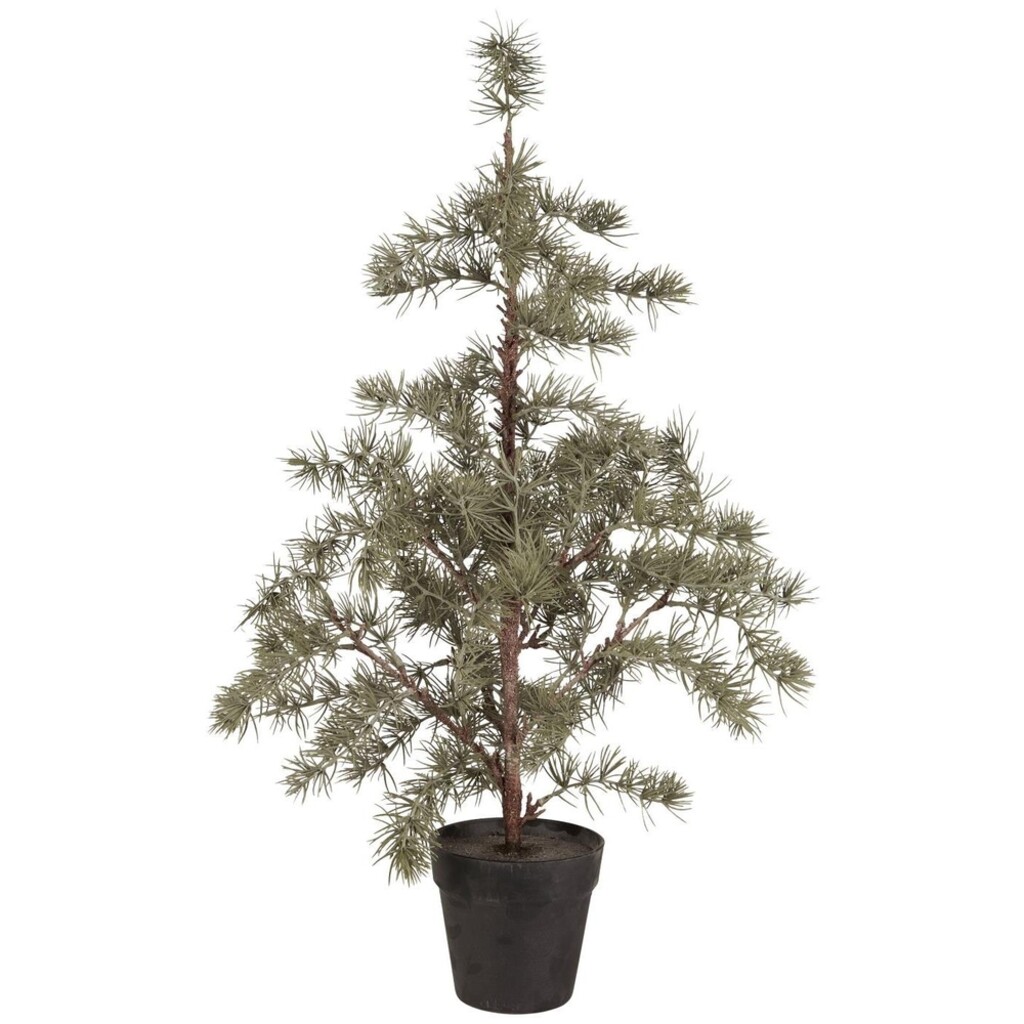 Zederbaum im Topf
