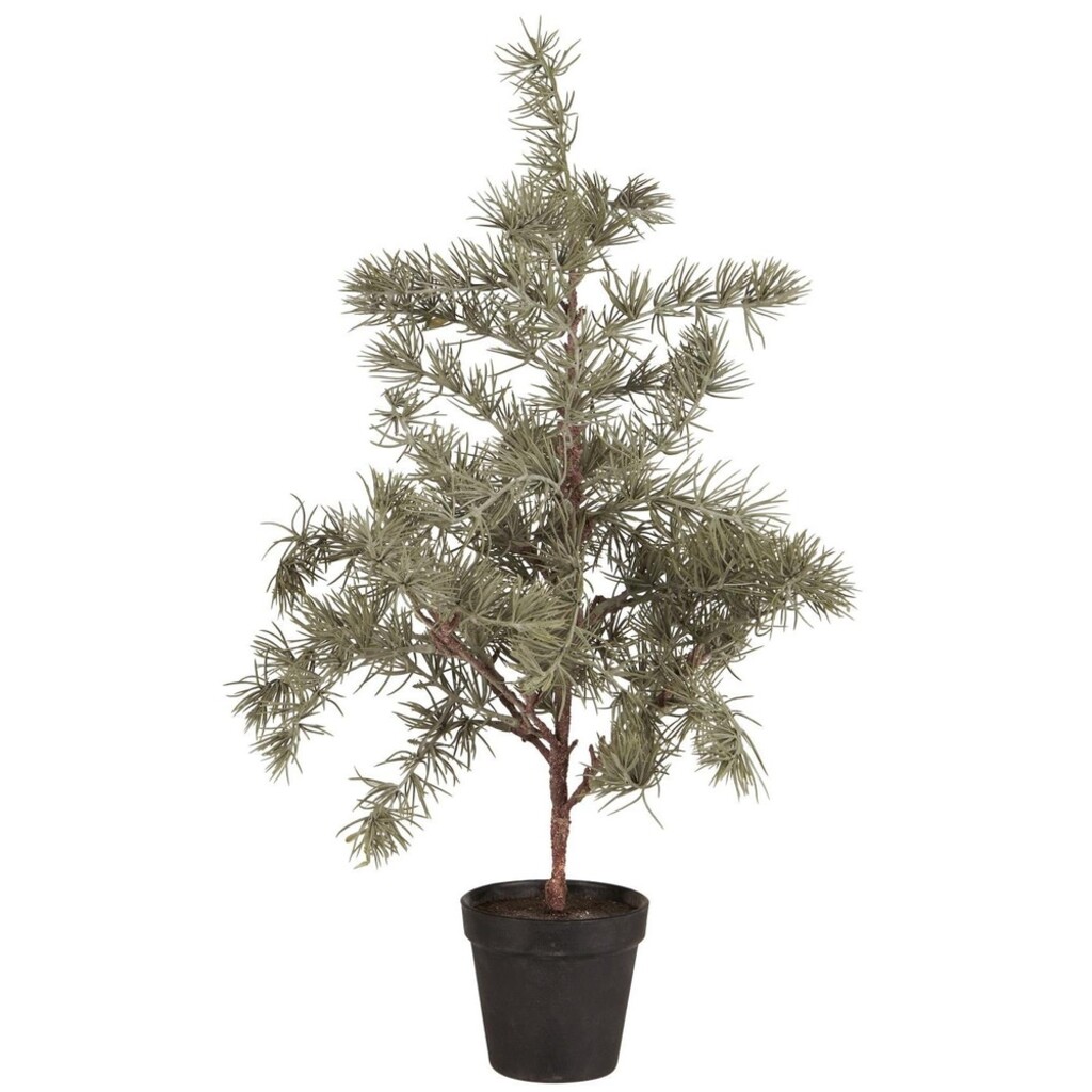 Zederbaum im Topf
