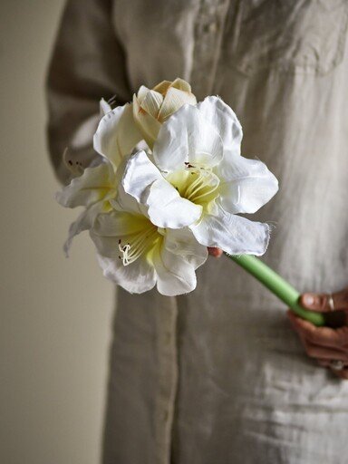 Impressionen zu Bloomingville Amaryllis Blumenstiel Rot, Bild 2