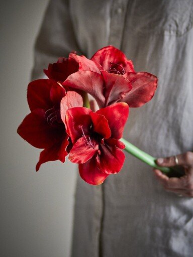 Impressionen zu Bloomingville Amaryllis Blumenstiel Rot, Bild 1