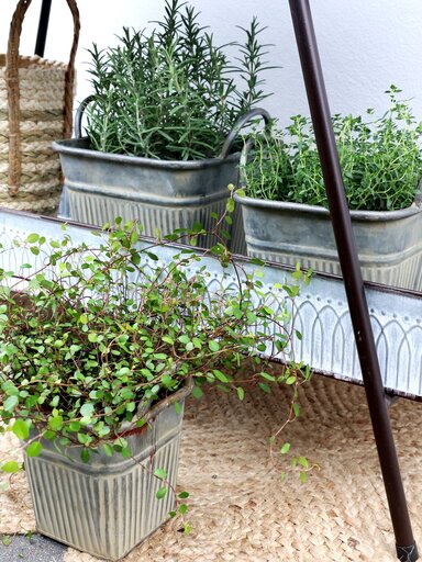 Impressionen zu Chic Antique Blumentopf mit Rillen und Griffen, Bild 5