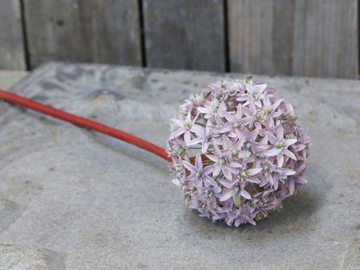 Impressionen zu Chic Antique Fleur Allium, Bild 1