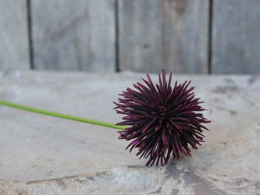Impressionen zu Chic Antique Fleur Dahlie bordeaux, Bild 1