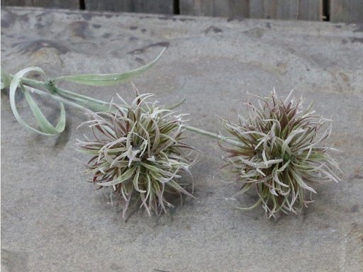 Impressionen zu Chic Antique Fleur Distel 2, Bild 1