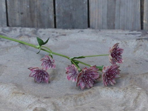 Impressionen zu Chic Antique Fleur Distel 4, Bild 1